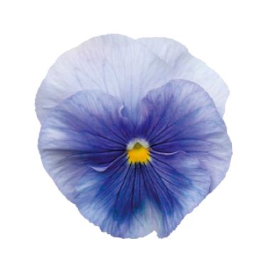 ����� �������� ���� �������� ���� ���