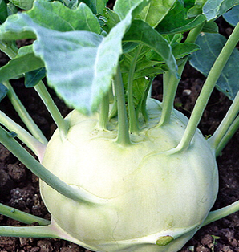 Капуста кольраби Гигант Капуста кольраби Гигант