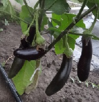 Баклажан Рог изобилия Баклажан Рог изобилия