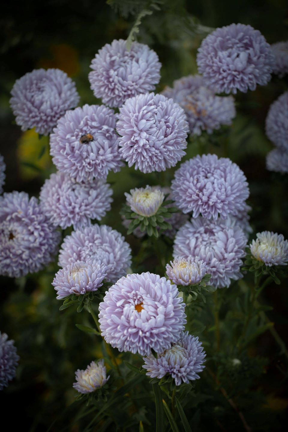 ����� ��������� ������ �������