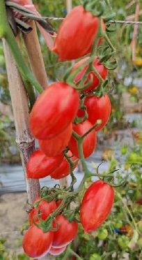 Томат Маленький принц Томат Маленький принц