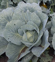 Капуста б/к Лангедейкер поздняя Капуста б/к Лангедейкер поздняя