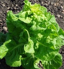 Салат Витаминный листовой Салат Витаминный листовой