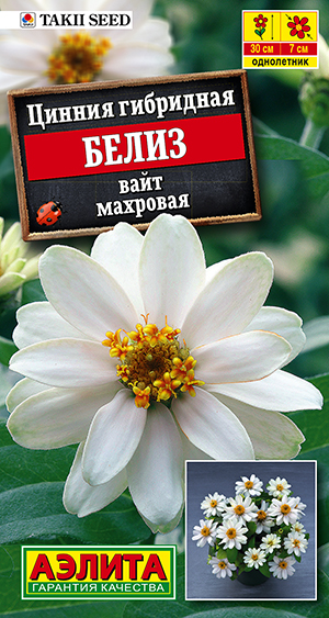 Цинния Белиз вайт махровая Цинния Белиз вайт махровая