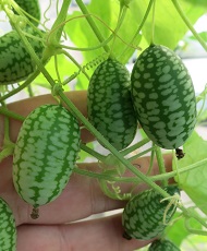 Мелотрия (Мышиная дыня) Полосатик Мелотрия (Мышиная дыня) Полосатик