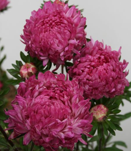 ����� ��������� ����� ����