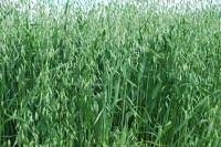 Овес яровой Овес яровой