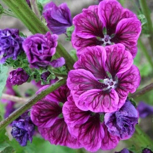 ������ ������������ ����� ����