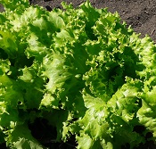 Салат Тайфун листовой Салат Тайфун листовой