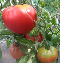 Томат Розовые щечки Томат Розовые щечки