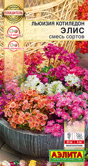 Льюизия котиледон Элис, смесь сортов Льюизия котиледон Элис, смесь сортов
