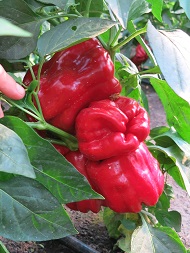 Перец острый Лихач Перец острый Лихач