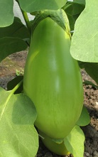 Баклажан Пришелец Баклажан Пришелец