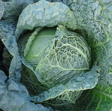 Капуста савойская Петровна Капуста савойская Петровна