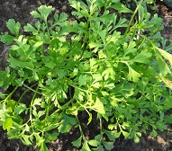 Кресс-салат Кресс-салат