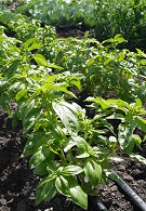 Базилик овощной Крупнолистный сладкий Базилик овощной Крупнолистный сладкий