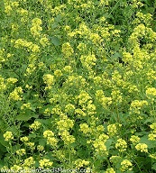 Горчица белая Аврора Горчица белая Аврора