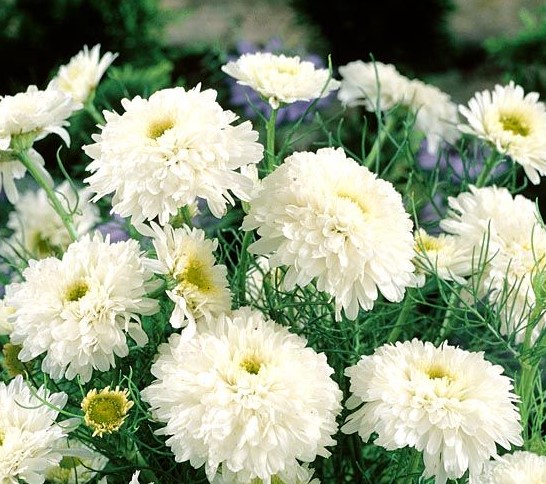 Хризантема инодорум Платье невесты полумахровая Хризантема инодорум Платье невесты полумахровая