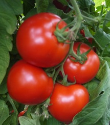 Томат Прима дона F1 Томат Прима дона F1