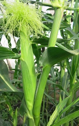 Кукуруза сахарная Кубанская консервная 148 Кукуруза сахарная Кубанская консервная 148