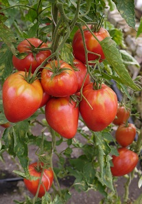 Томат Воловье сердце Томат Воловье сердце