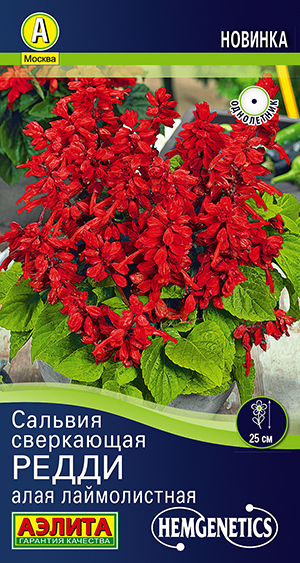 Сальвия Редди алая лаймолистная