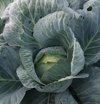 Капуста б/к Амагер 611 Капуста б/к Амагер 611