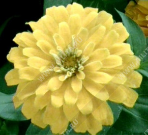 Цинния изящная Кэнари берд георгиновидная - фото Цинния изящная Кэнари берд георгиновидная - фото