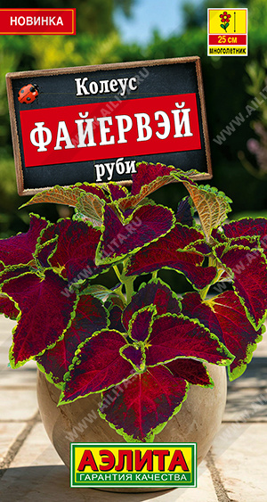 Колеус Файервэй руби - фото Колеус Файервэй руби - фото