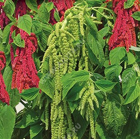 Амарант хвостатый, специальная смесь сортов (зелено-красная) - фото Амарант хвостатый, специальная смесь сортов (зелено-красная) - фото