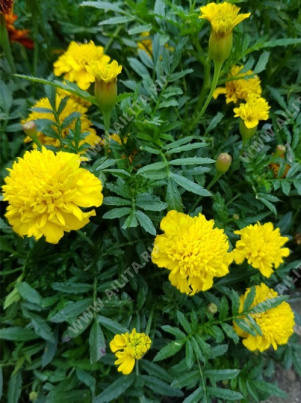 �������� ����� ���� ����������� - ����