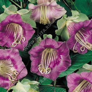 Кобея лазающая фиолетовая - фото Кобея лазающая фиолетовая - фото