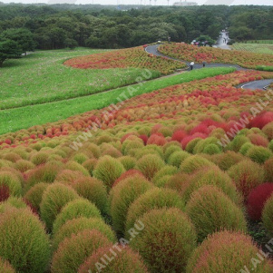 ����� ������� ��� - ����