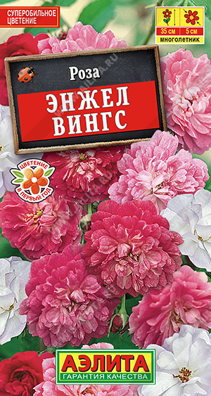 Роза китайская Энжел Вингс - фото Роза китайская Энжел Вингс - фото