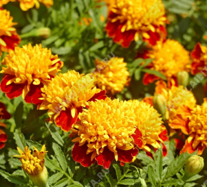 Бархатцы Оранжевое пламя отклоненные - фото Бархатцы Оранжевое пламя отклоненные - фото