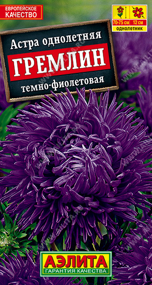 Астра Гремлин темно-фиолетовая - фото