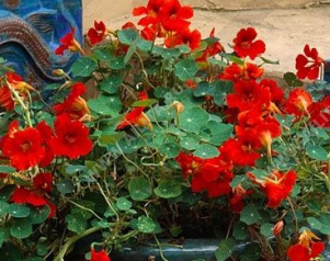 Настурция компактная немахровая алая - фото Настурция компактная немахровая алая - фото