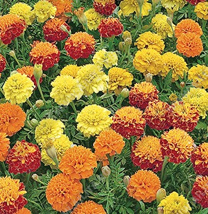 Бархатцы Петит отклоненные, смесь сортов - фото Бархатцы Петит отклоненные, смесь сортов - фото