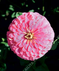 ������ ������� ����� ���� ������� - ����