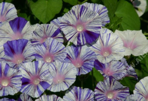 Ипомея пурпурная Венеция синяя - фото Ипомея пурпурная Венеция синяя - фото