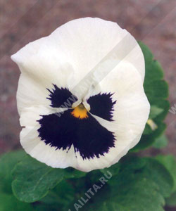 Виола виттрока Швейцарские гиганты Сильвербрайд (белая с глазком) - фото Виола виттрока Швейцарские гиганты Сильвербрайд (белая с глазком) - фото