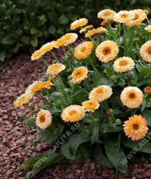 ��������� ������� ������� �������� - ����