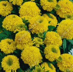 �������� ����� ���������-������ ������������ - ����