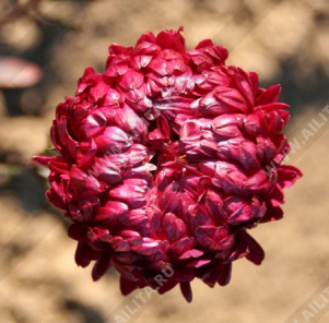 Астра китайская Дюшес малиновая - фото Астра китайская Дюшес малиновая - фото