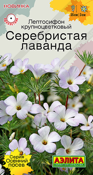 Лептосифон Серебристая лаванда - фото