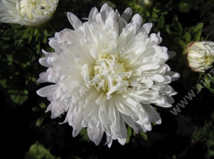 Астра китайская Колор Карпет белая карликовая - фото Астра китайская Колор Карпет белая карликовая - фото