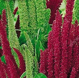 Амарант тёмный, специальная смесь сортов (зелено-малиновая) - фото Амарант тёмный, специальная смесь сортов (зелено-малиновая) - фото