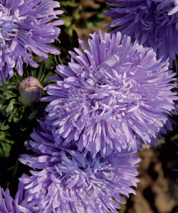 ����� ��������� ��������� ������-������� - ����