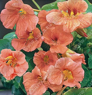 Настурция компактная полумахровая Сэлмон Бэби - фото Настурция компактная полумахровая Сэлмон Бэби - фото