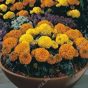 �������� ������� ������������, ����� ������ - ����